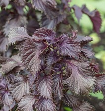 Perilla rossa - Shiso - 20+