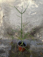 Euphorbia Tirucalli conosciuta anche come albero delle matite altezza 80 Cm