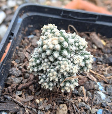 Pediocactus knowltonii cactus