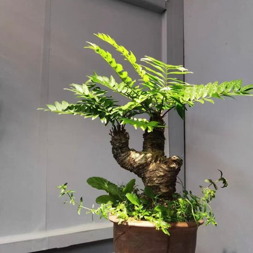 Zamia vazquezii wysiwyg - vazquezii,