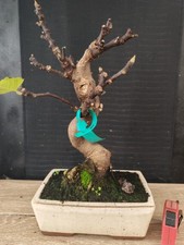 bonsai di fico  h 43 cm visita