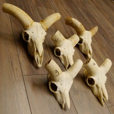 Muflone (Ovis Gmelini Musimon)