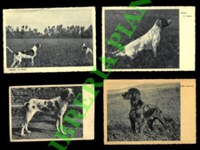 Cani da caccia - Pointer "in