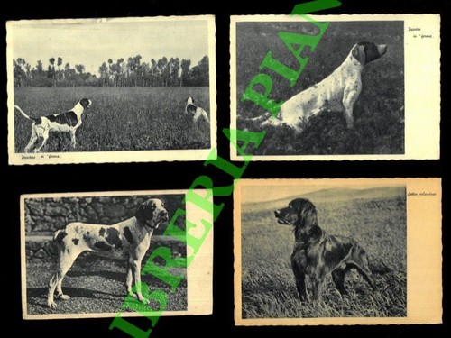 Cani caccia pointer in - da,