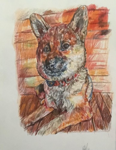Schizzo disegno matita cane