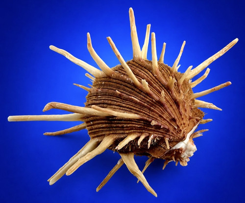 Spondylus regius giant 162 - giant,