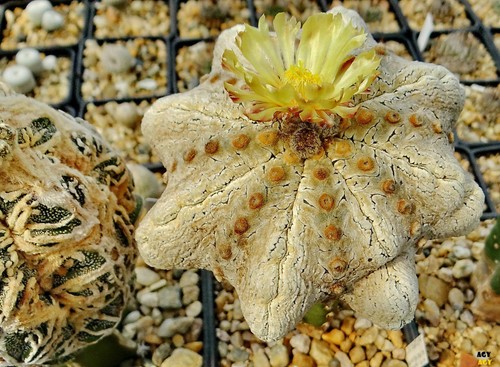 Semi astrophytum ibrido - 10,