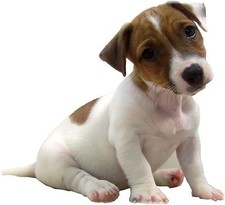 TRANSFER STAMPA MAGLIETTA