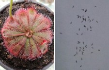 Semi (20) di Drosera aliciae, pianta carnivora