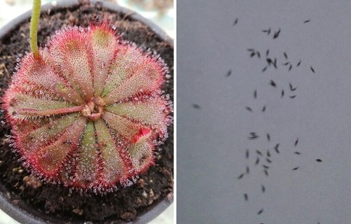 Semi drosera aliciae - drosera,