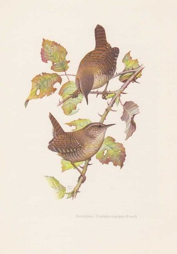 Scricciolo comune troglodytes - scricciolo,