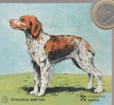 C44ani. Animaux. Chien