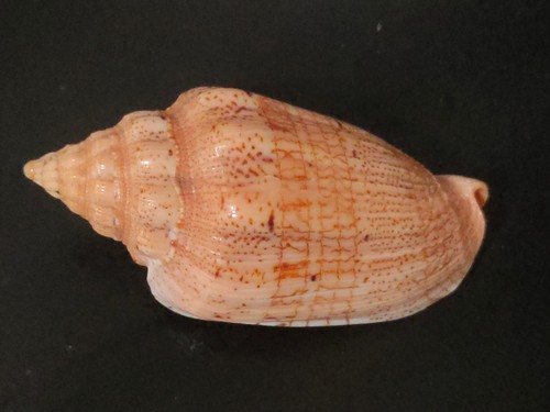 Conchiglia shell voluta - shell,