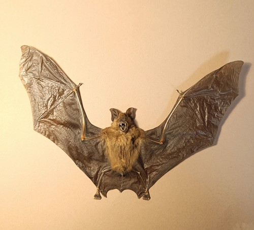 Taxidermy cabinet de - cabinet,