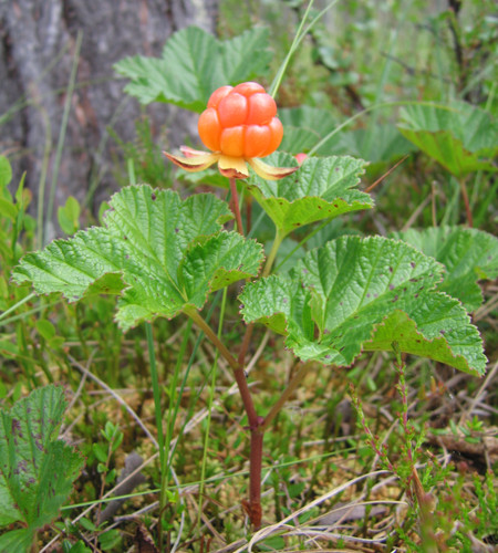 Rubus chamaemorus camemoro - rubus,