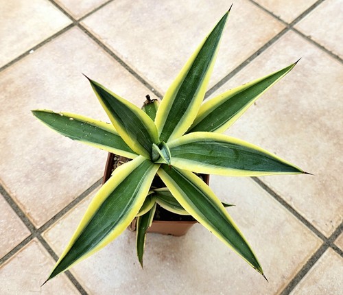 Agave desmettiana golden - agave,