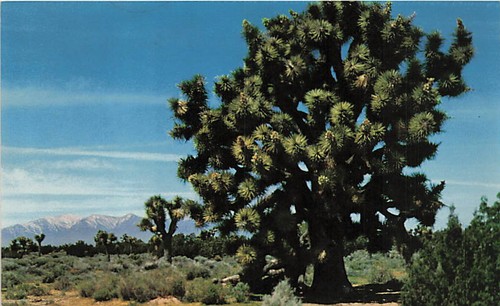 Cartolina joshua tree - cartolina,