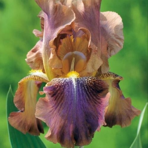 Iris barbata bicolor 5 - barbata, n°5