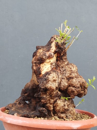 Bonsai olivastro 35x23cm - bonsai,