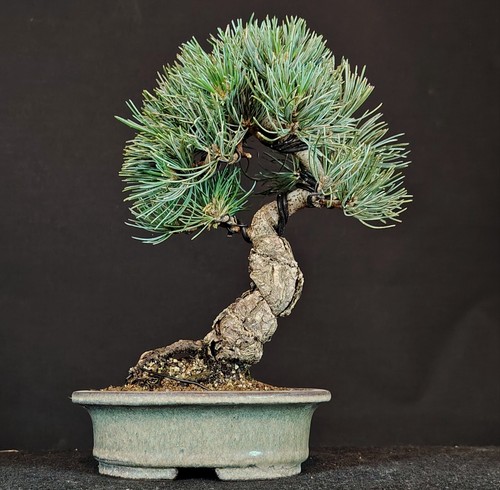Bonsai pinus parviflora - pinus,