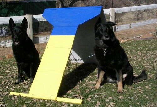 Dog agility equipment contact - agility,