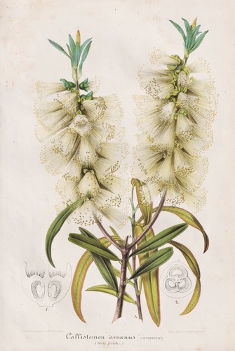 Callistemon amoenus - callistemon,