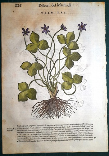 Stampa antica mattioli - stampa,