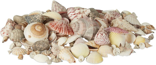 Set conchiglie decorative - set,