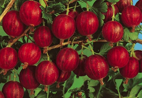 Pianta uva spina rossa - uva,