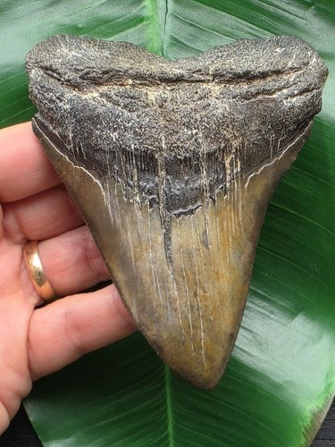Dente del megalodonte colorato - del,
