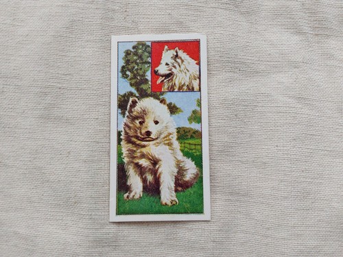 Puppies samoyed - puppies, #40