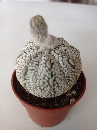 Collezione astrophytum - collezione,