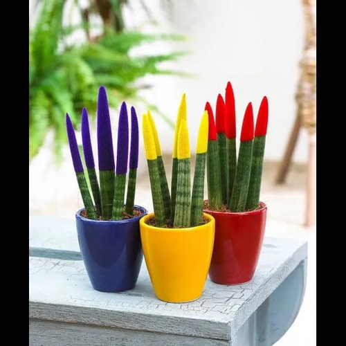 Sansevieria cylindrica velvet - sansevieria,