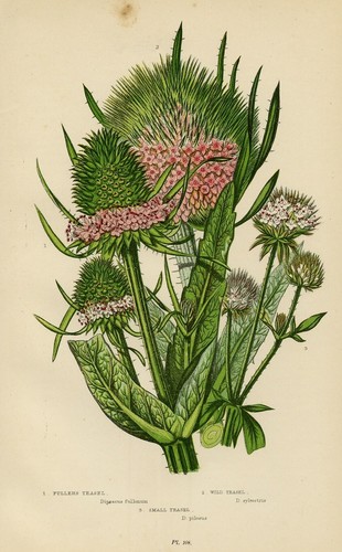 Stampa botanica antica 1899 - antica,