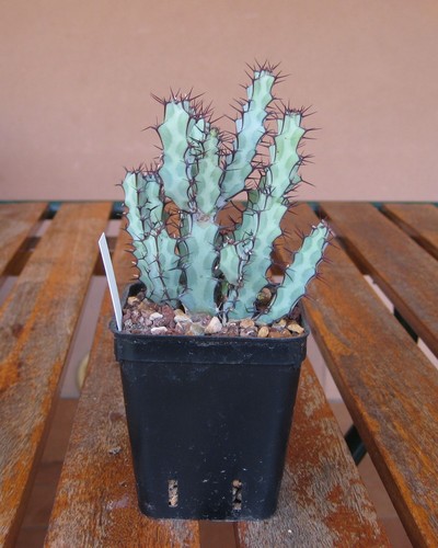 Euphorbia greenwayi - greenwayi,