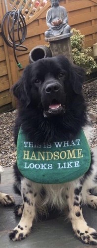 Big dog newfoundland - dog, newfoundland,st