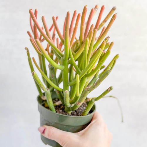 Euphorbia tirucalli - ,