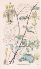 Grabowskia Duplicata Peru