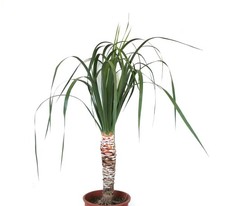 Dracaena draco 135cm high - Drachenbaum | Kanarischer Drachenbaum