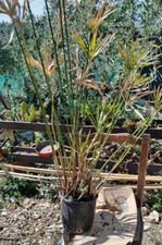 PIANTA - papiro pianta da