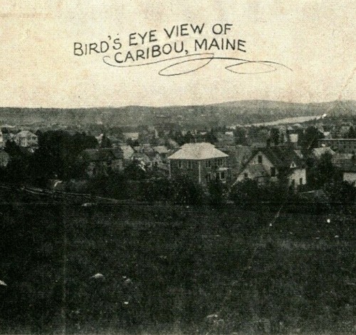 Birds eye view caribou - birds,