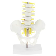 Modello Anatomico Di Scheletro