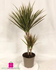 Pianta di DRACAENA MARGINATA