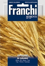 Semi seeds grano per spighe - /,