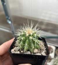 🌵Echinocactus grusonii Vaso