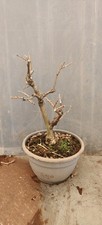 Bonsai Glicine ikoyama fuji