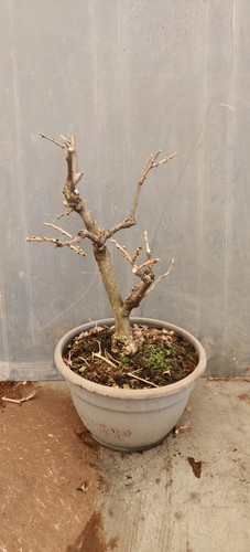 Bonsai glicine ikoyama fuji - ikoyama,