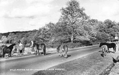 Family history postcard - postcard,