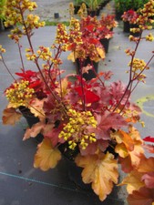 Heuchera micrantha bionda - ,