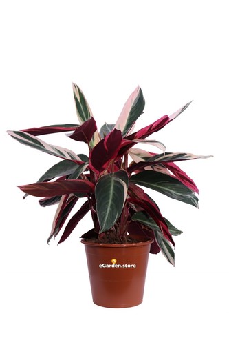 Pianta maranta stromanthe - pianta, di